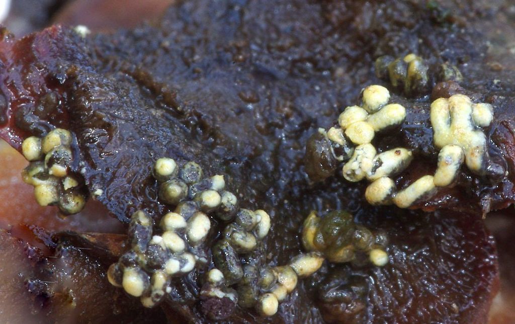 Physarum decipiniens (??)